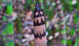 Equisetum hiemale